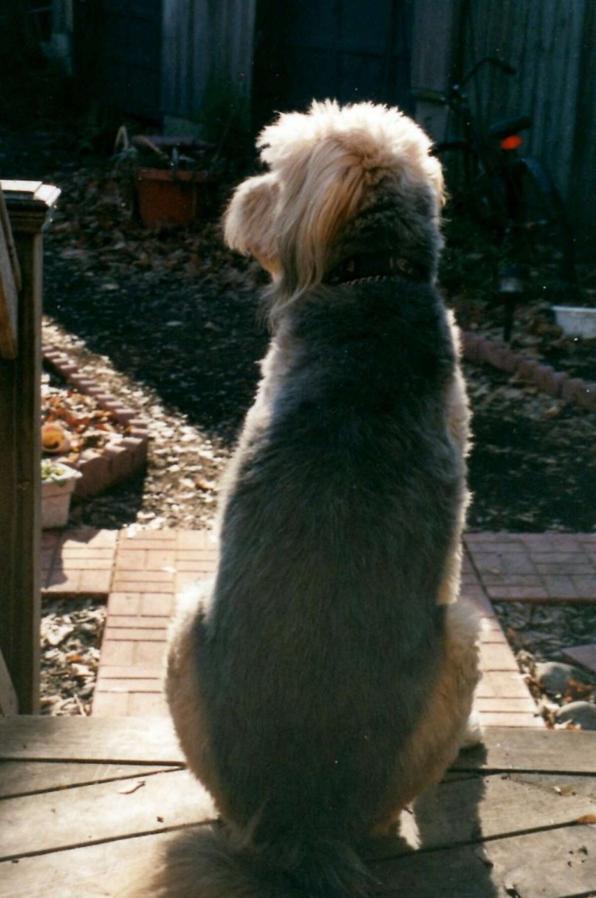 How a dog named Mudge Upstate Underdog Rescue