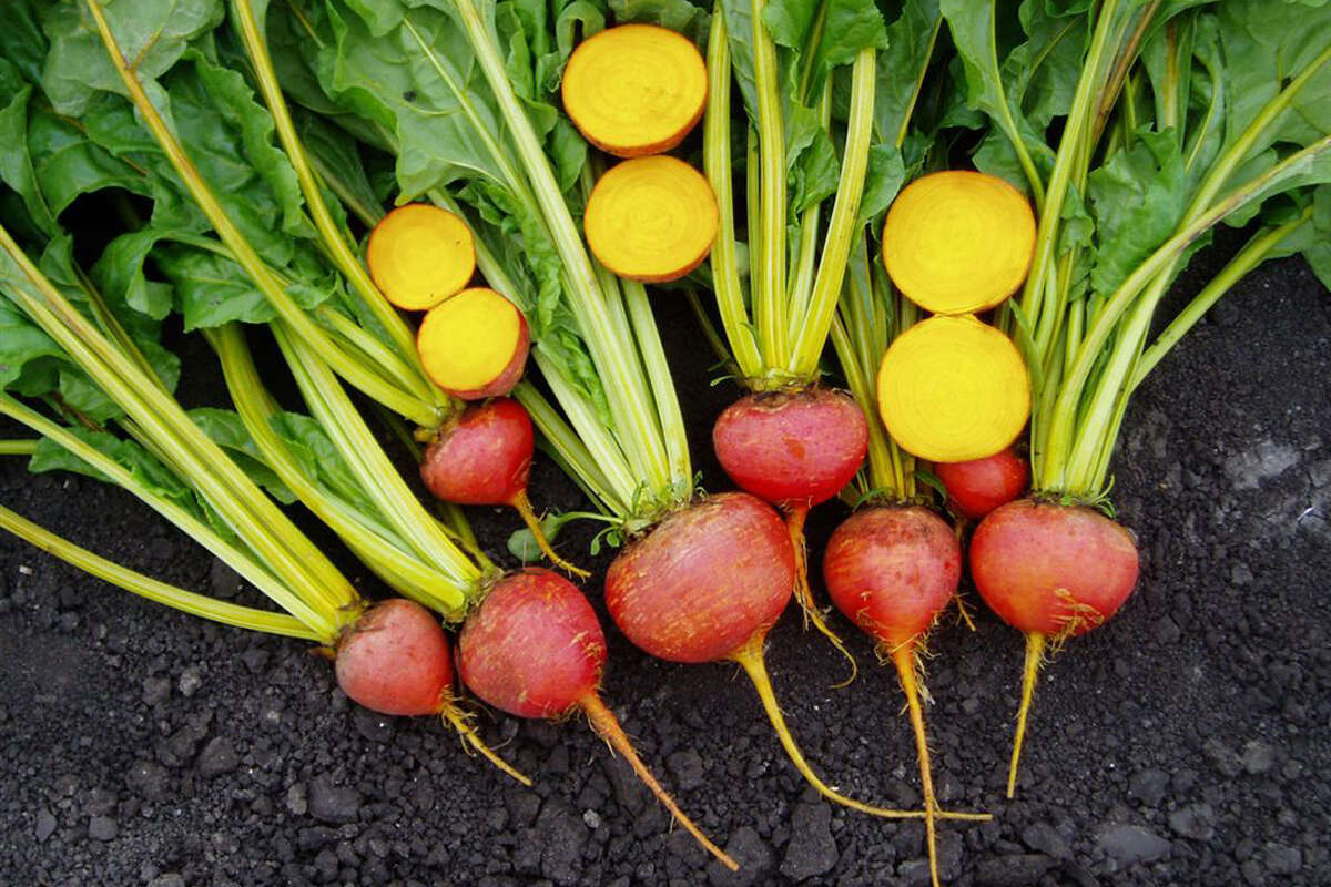 Tap into the nutritional benefits of beets houstonchronicle