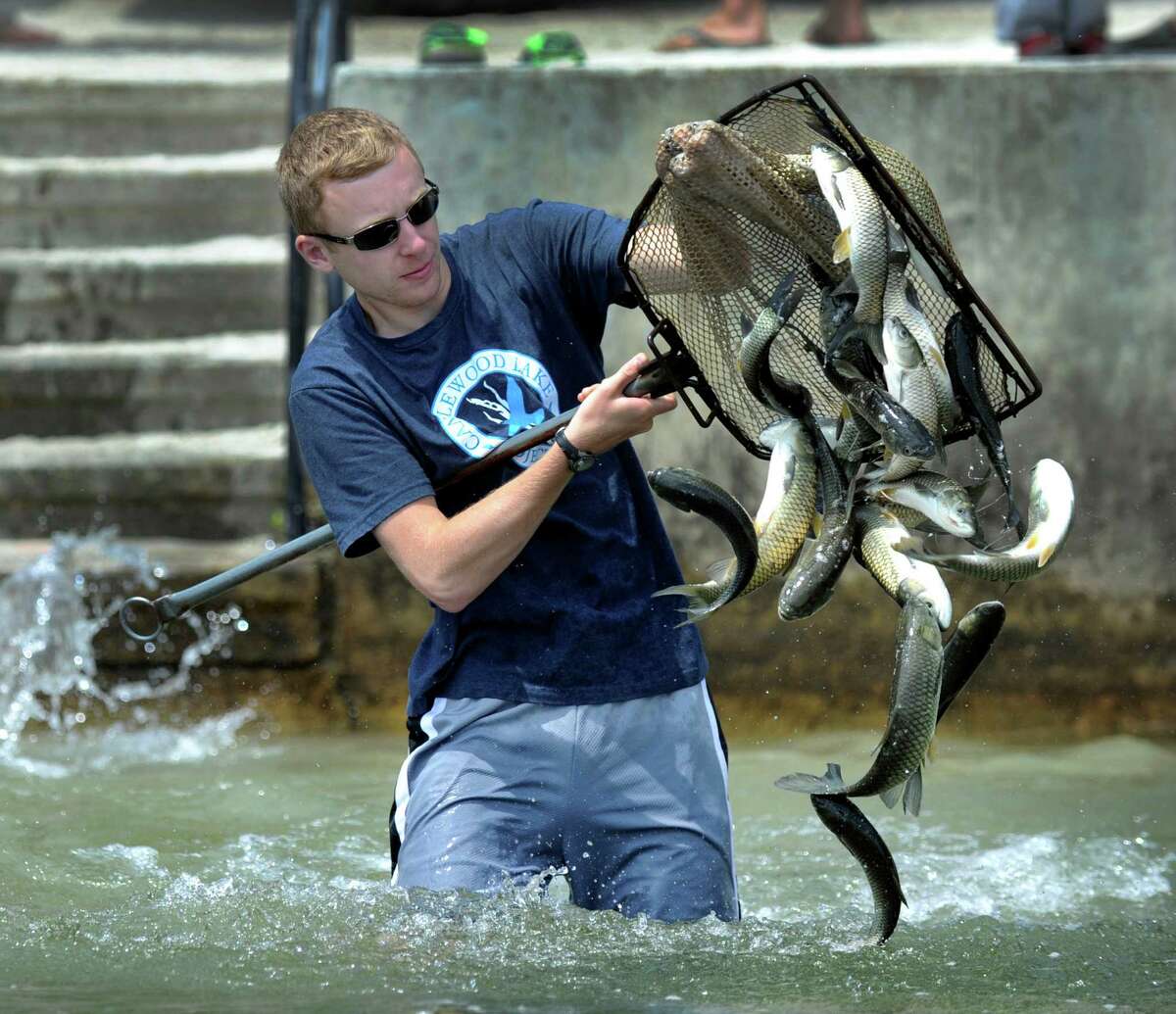 Grass carp release a ‘milestone day’ for Candlewood Lake