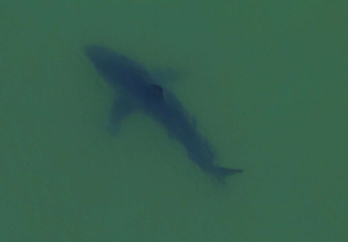 Marine biologist Giancarlo Thomae boarded a helicopter to photograph this great white shark offshore Seacliff State Beach in Aptos in Monterey Bay that he estimated at 18 or 19 feet, 5,000 pounds. It was one of 15 great white sharks Thomae counted within a half mile of shore.