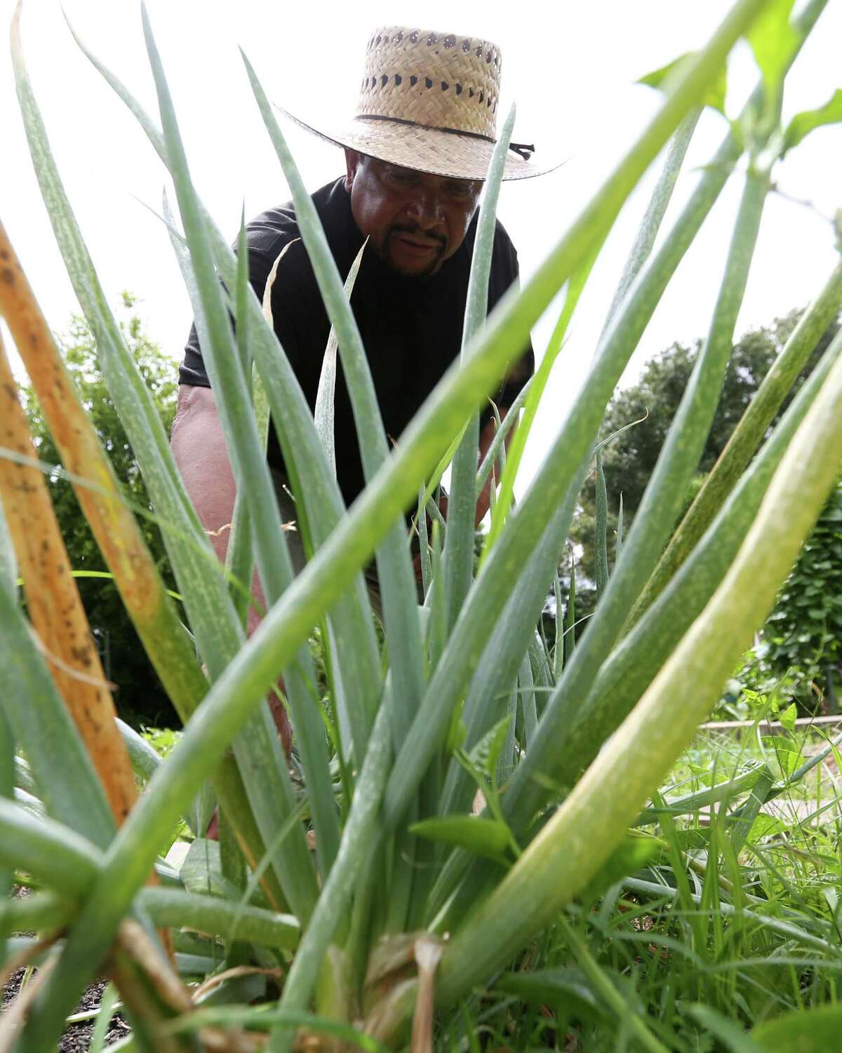 Orlando Hinds inspects an onion plant at Alabama Garden in Third Ward. "I've been gardening since I was 9 years old," he said. "That's when I first got my blisters on my hands."