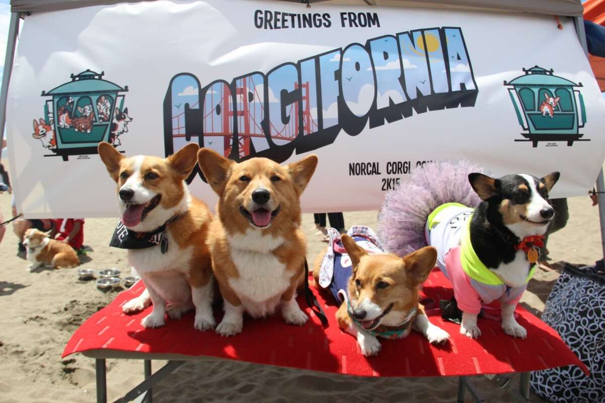 Nor Cal Corgi Con brought 475 corgis to San Francisco's Ocean Beach on June 27, 2015.
