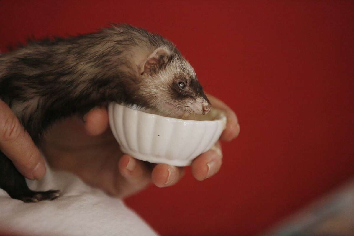 Bat Girl enjoys a bowl of duck soup, a homemade ferret meal made by Donna, on the lap of Jim on Monday, June 29, 2015 in Hayward, Calif.