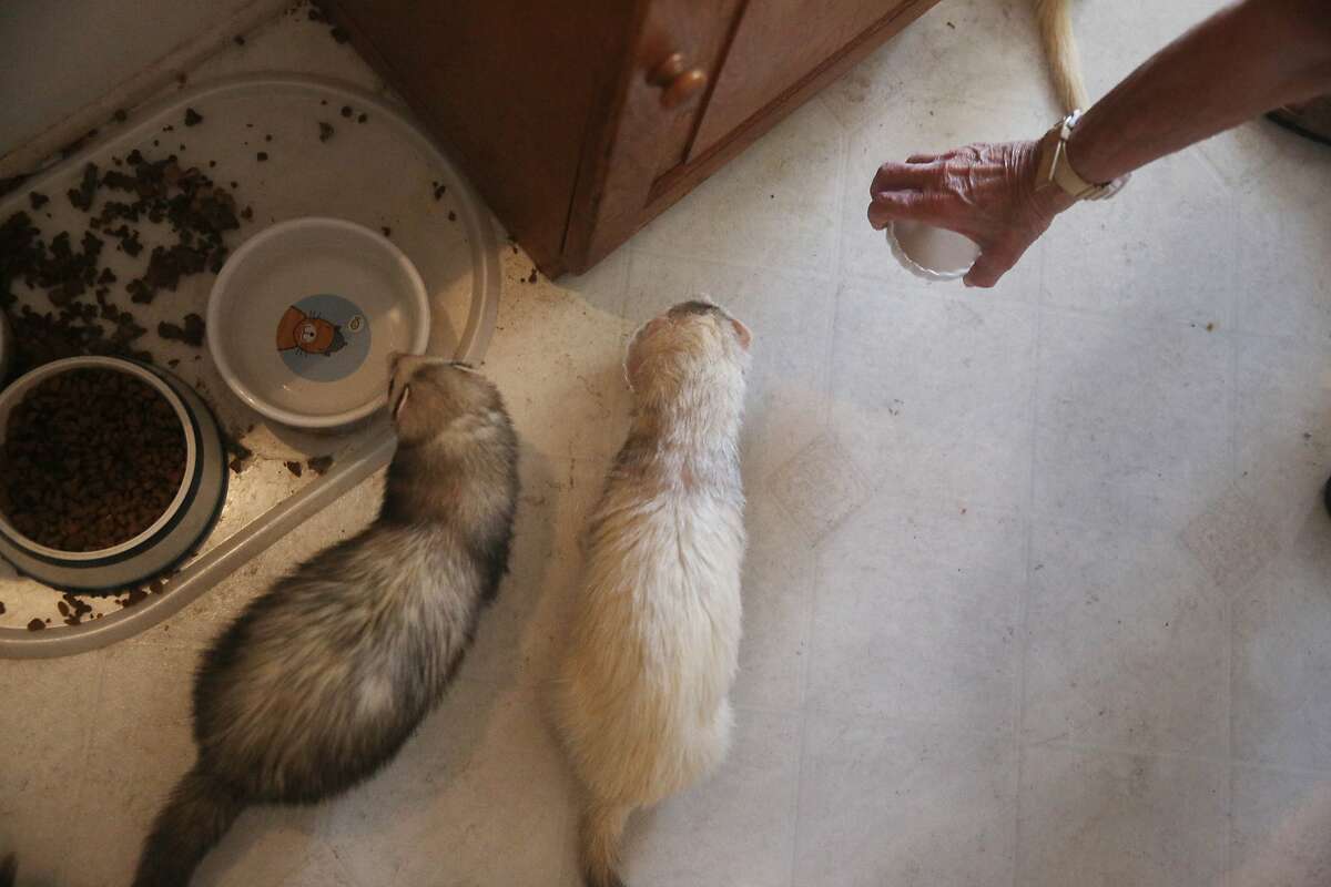 Donna feeds a midday meal to her ferrets in her home on Monday, June 29, 2015 in Hayward, Calif.
