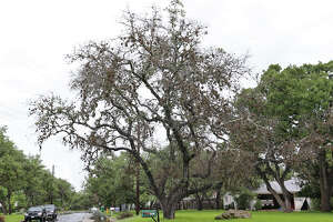 A live oak shows signs of oak wilt in Hollywood Park, Monday, June 9, 2014. It is one of several areas in Bexar County affected by oak wilt. Around 35 acres are affected in Hollywood Park.