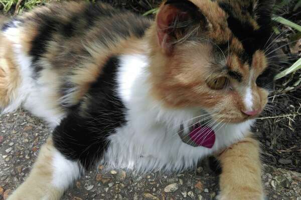 miss purrfect cat treats