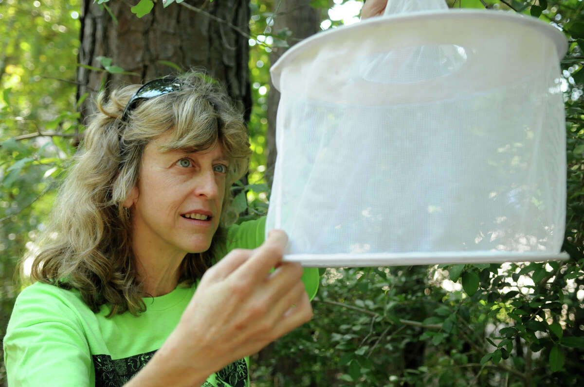 Lynne Aldrich, Environmental Services Manager for The Woodlands Township and a resident of The Woodlands, checks her gravid mosquito trap for mosquitos. Photo by Jerry Baker