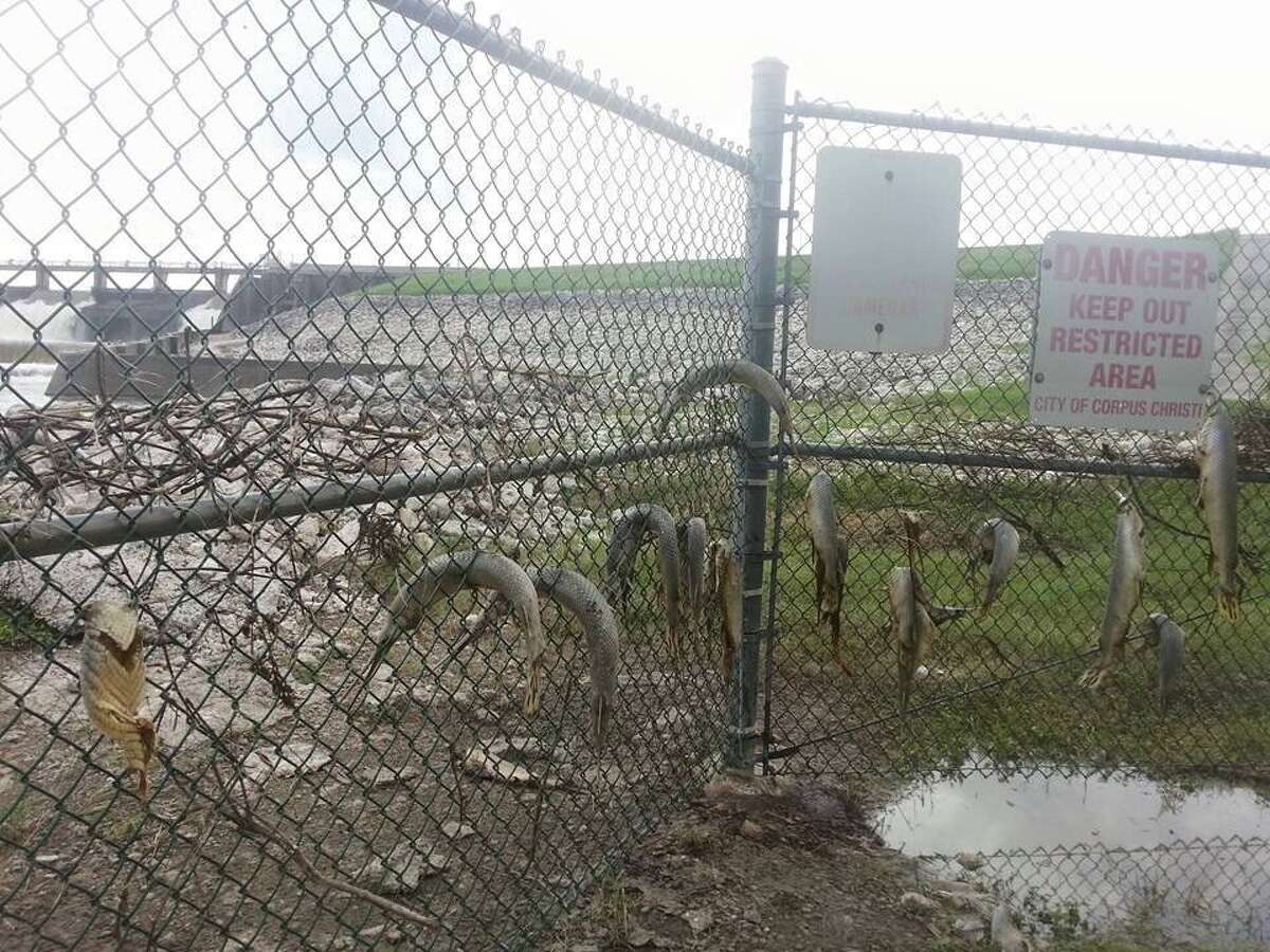As of July 1, 2015, this photo of gar trapped in a chain-link fence has been seen over 1.5 million times on image sharing site Imgur.