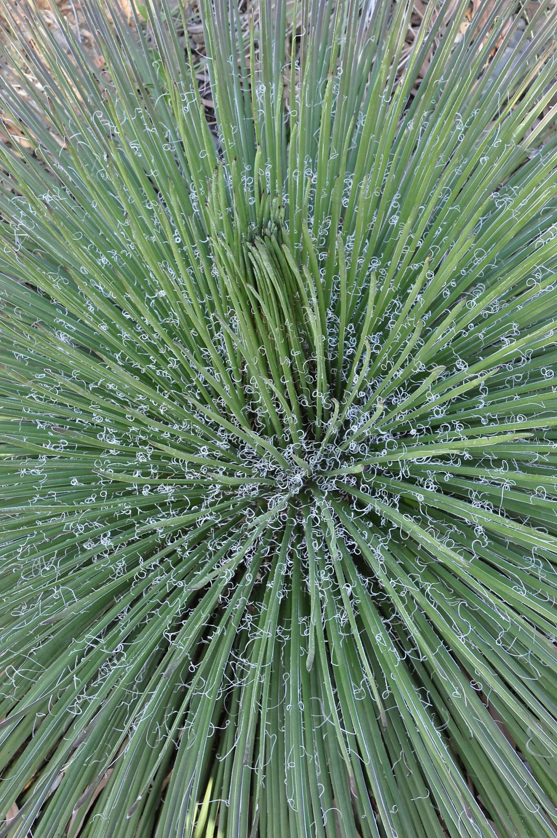 Beauty and brawn: Gotta get agave