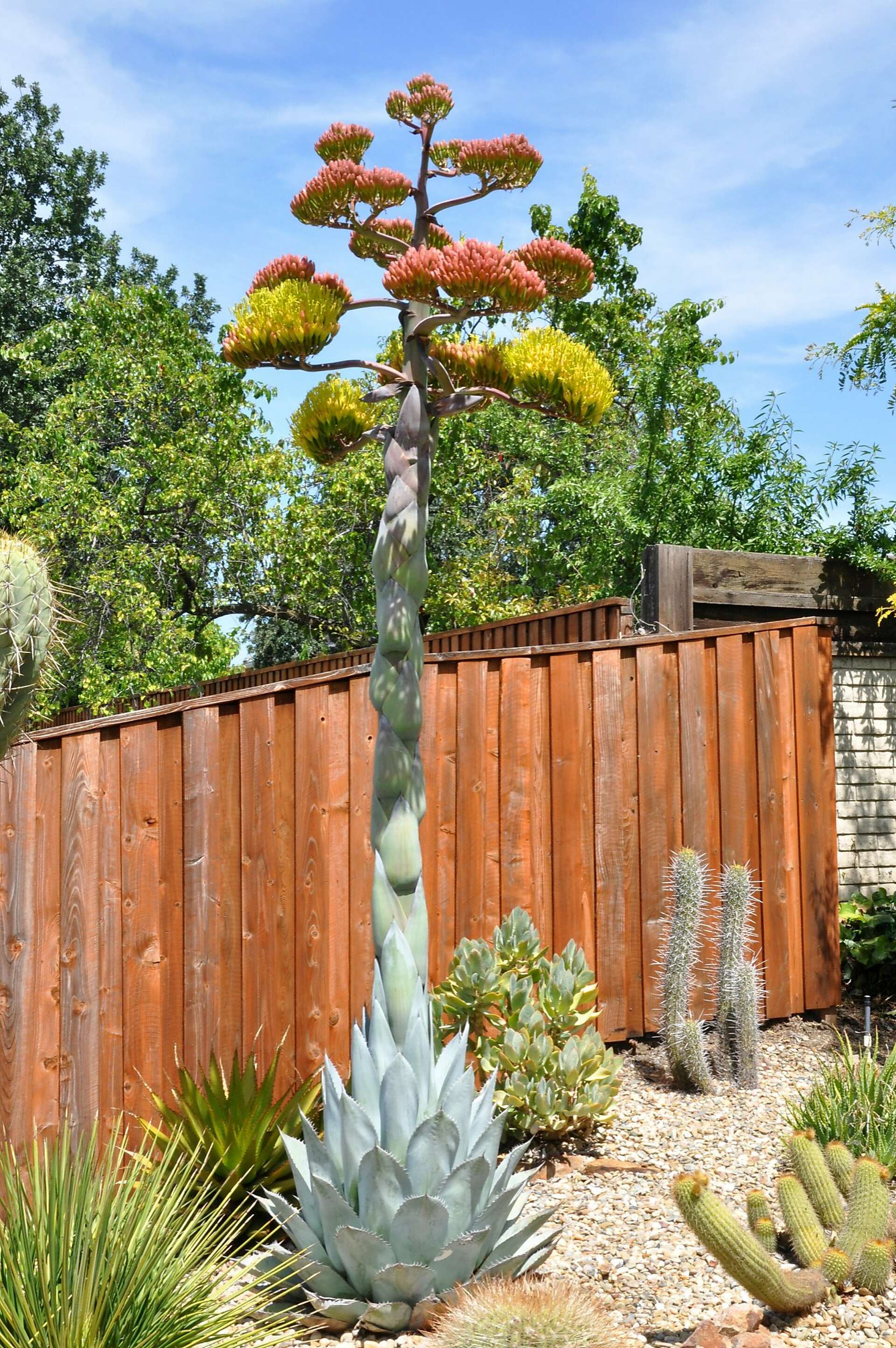 フラワー・ガーデニング Agave applanata 'Butter Cream' 68 Agave