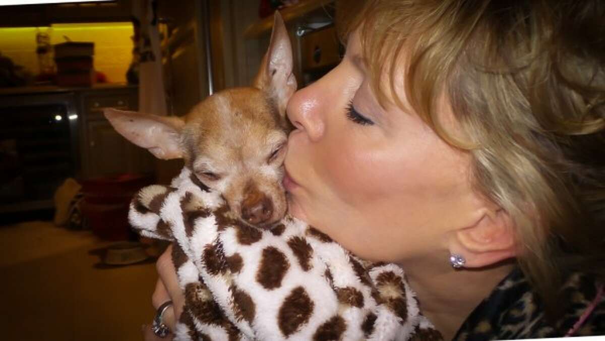 Saratoga Springs socialite Michele Riggi doesn't seem ready to kiss and make up with the women she suspects stole tulips from her yard even after the flowers were returned and an apology letter was penned. In this photo, Riggi plants a kiss on the cheek of her late, beloved Kahlua, a chihuahua who was her first and favorite dog among the Palazzo Pups who now number 41 at her mansion in Saratoga Springs known as Palazzo Riggi. (Photo courtesy of Michele Riggi)