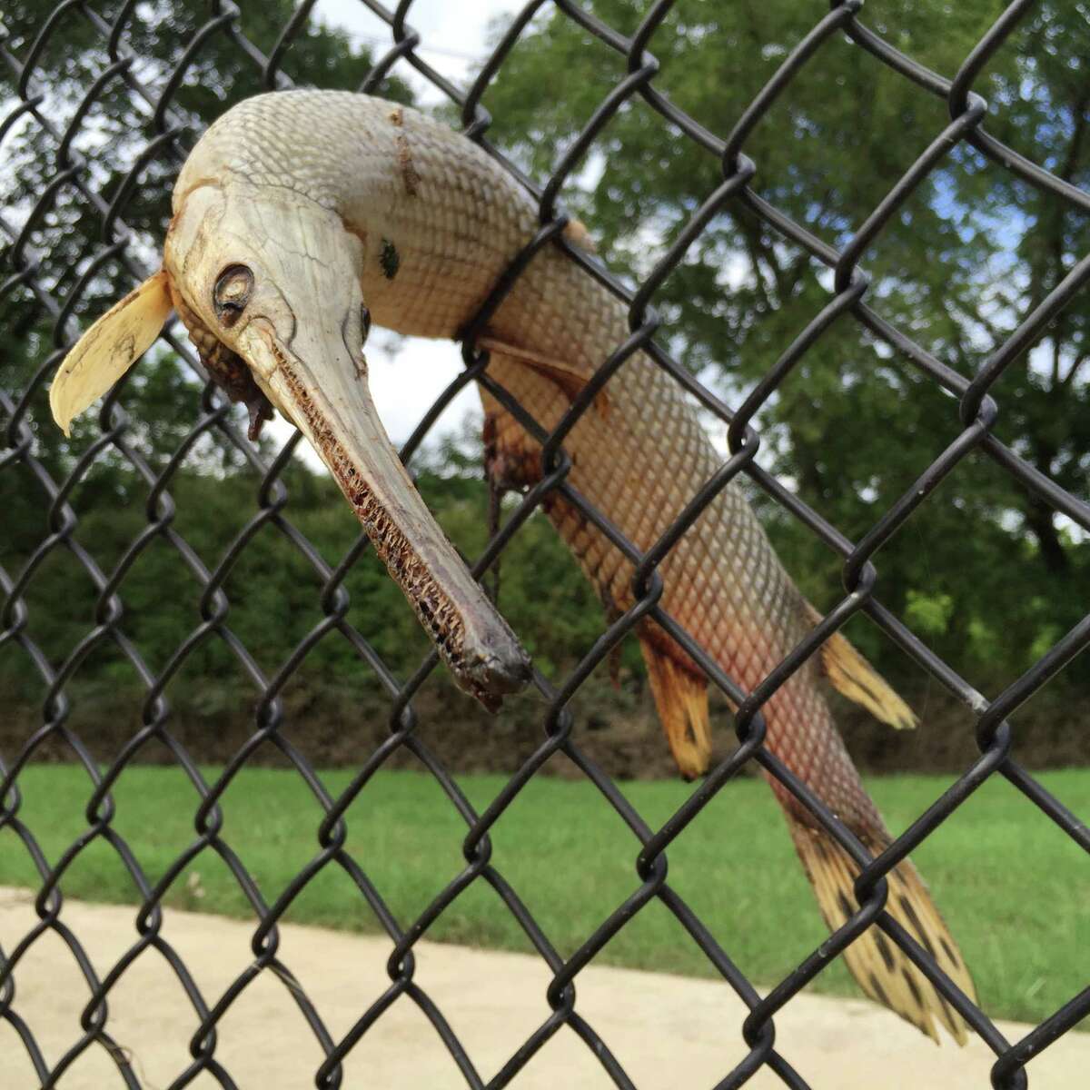 Longnose gar stuck in a chain-link fence in Dallas, Texas.