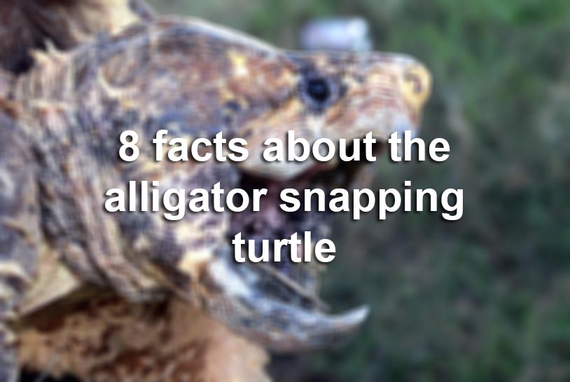 Alligator Snapping Turtle Injury