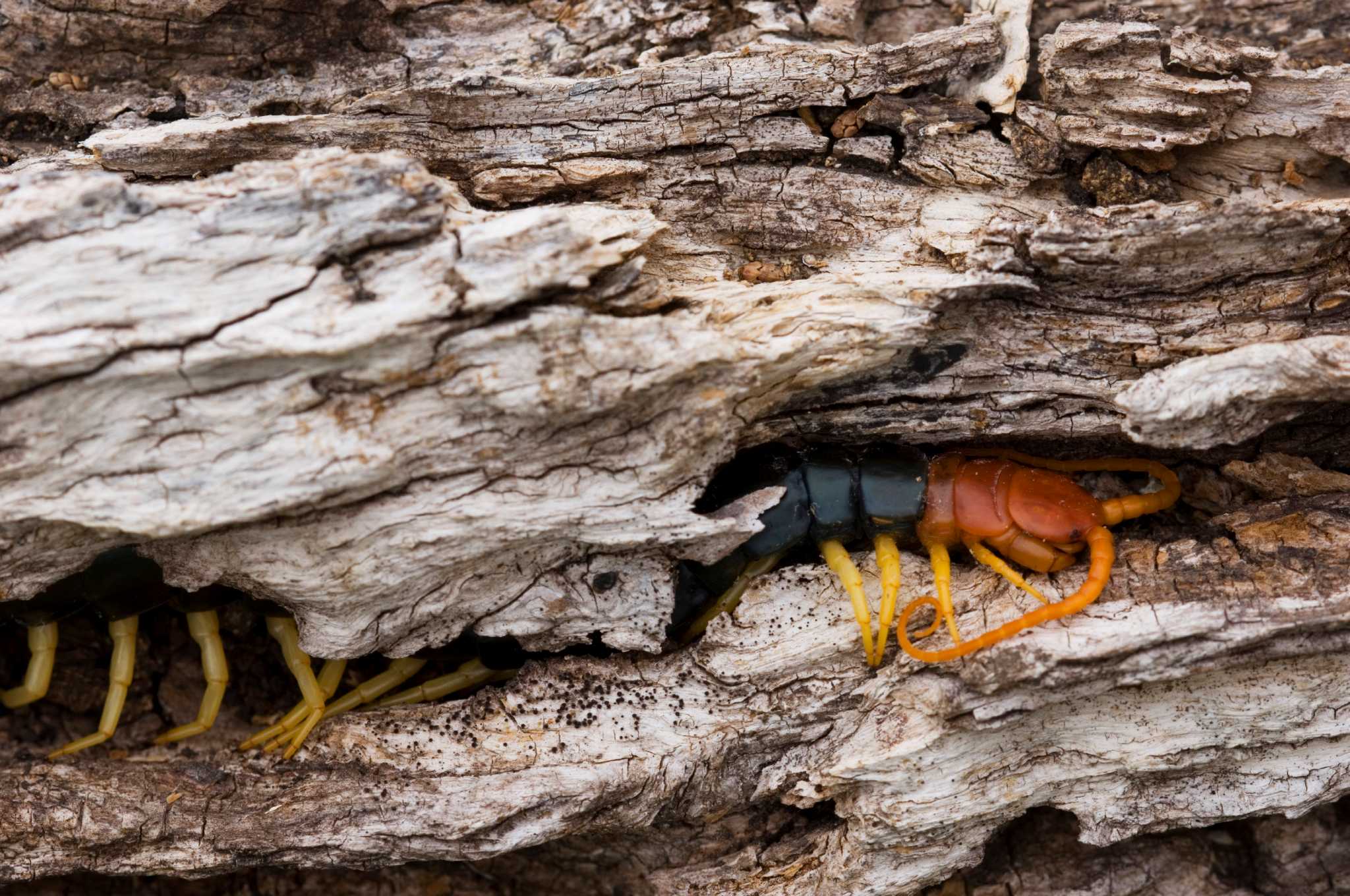 Another giant redheaded centipede sighting in Texas is 'stuff of ...