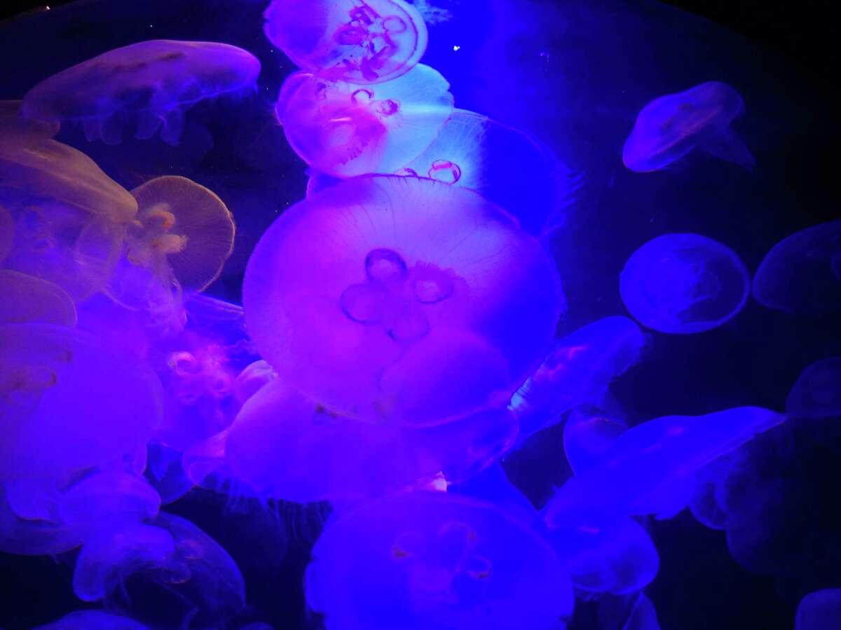 "Jelly I," by Stamford resident Gigi Barrett, is part of a new cell phone photography exhibit in Danbury. “Mobile Pics CT 2015” is on view through Sept. 25 at the Gallery at Still River Editions.