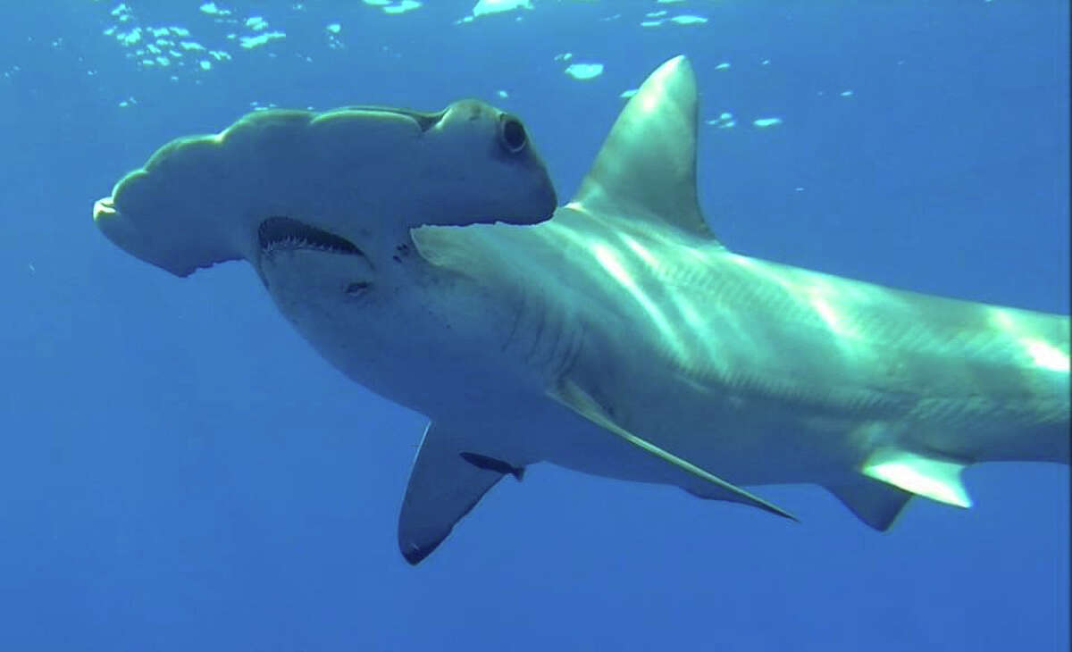 акула мегалодон хангри шарк. видео шарк. акулы в лондонском аквариуме. Hungry shark world фрэнсис. видео шарк.