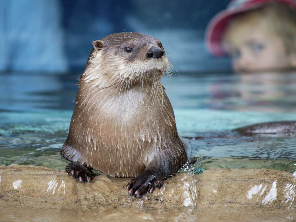 A North American River Otter strikes a pose at the Otter Creek exhibit at the Texas State Aquarium. The educational aquarium is open daily through Labor Day.