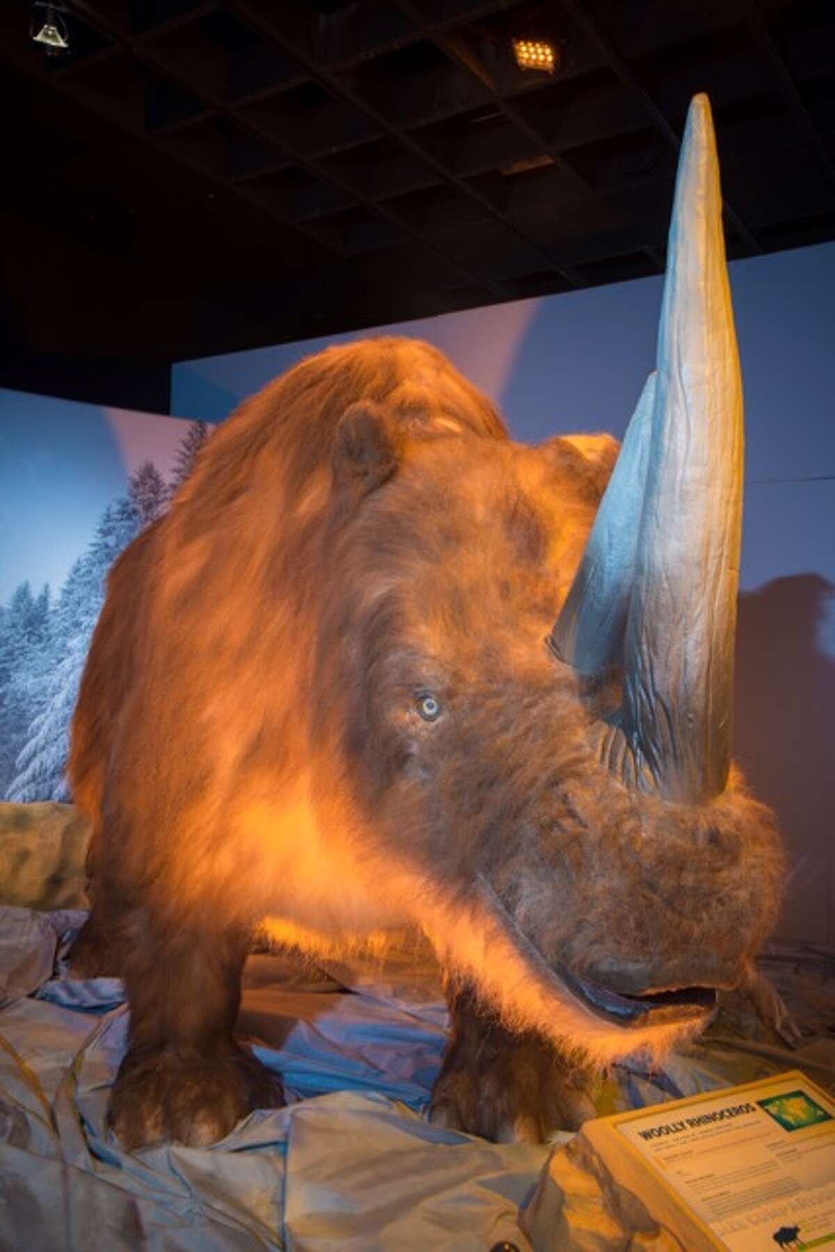 Discover the Ice Age exhibit at Witte Museum