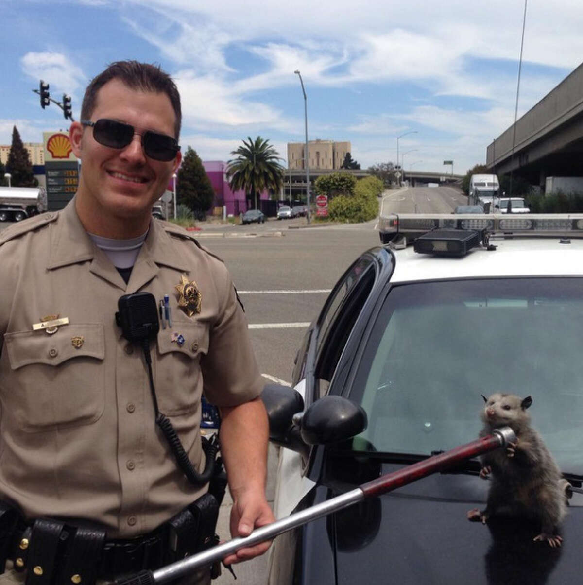 CHP 'busts' a cute freeway jaywalker (photo)