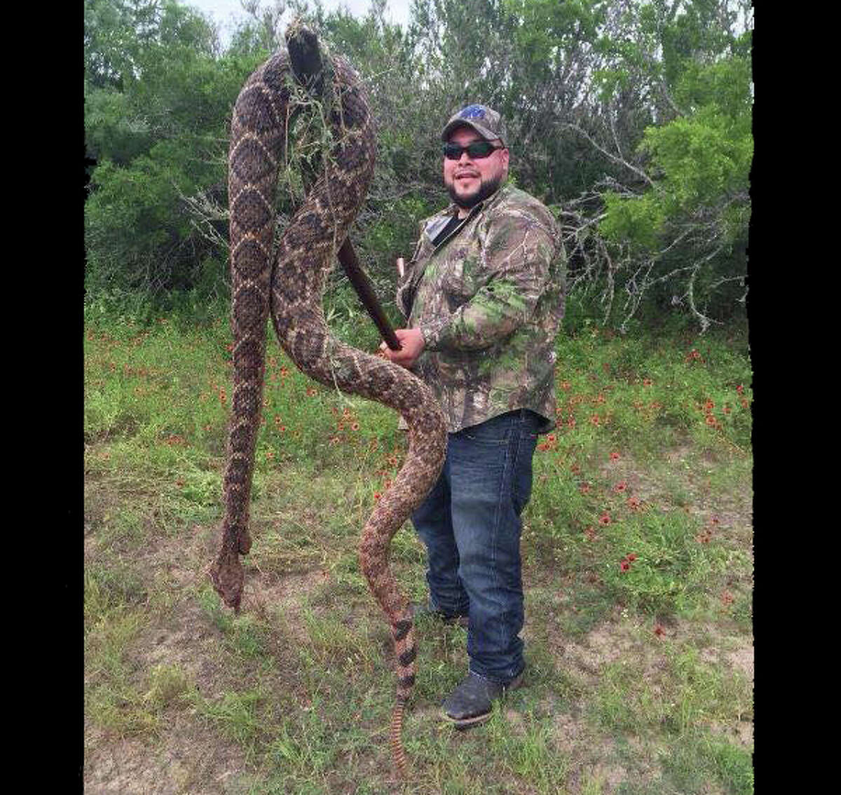A Texas Parks and Wildlife expert says this photo, purporting to be an 11-foot rattlesnake, is a fake.