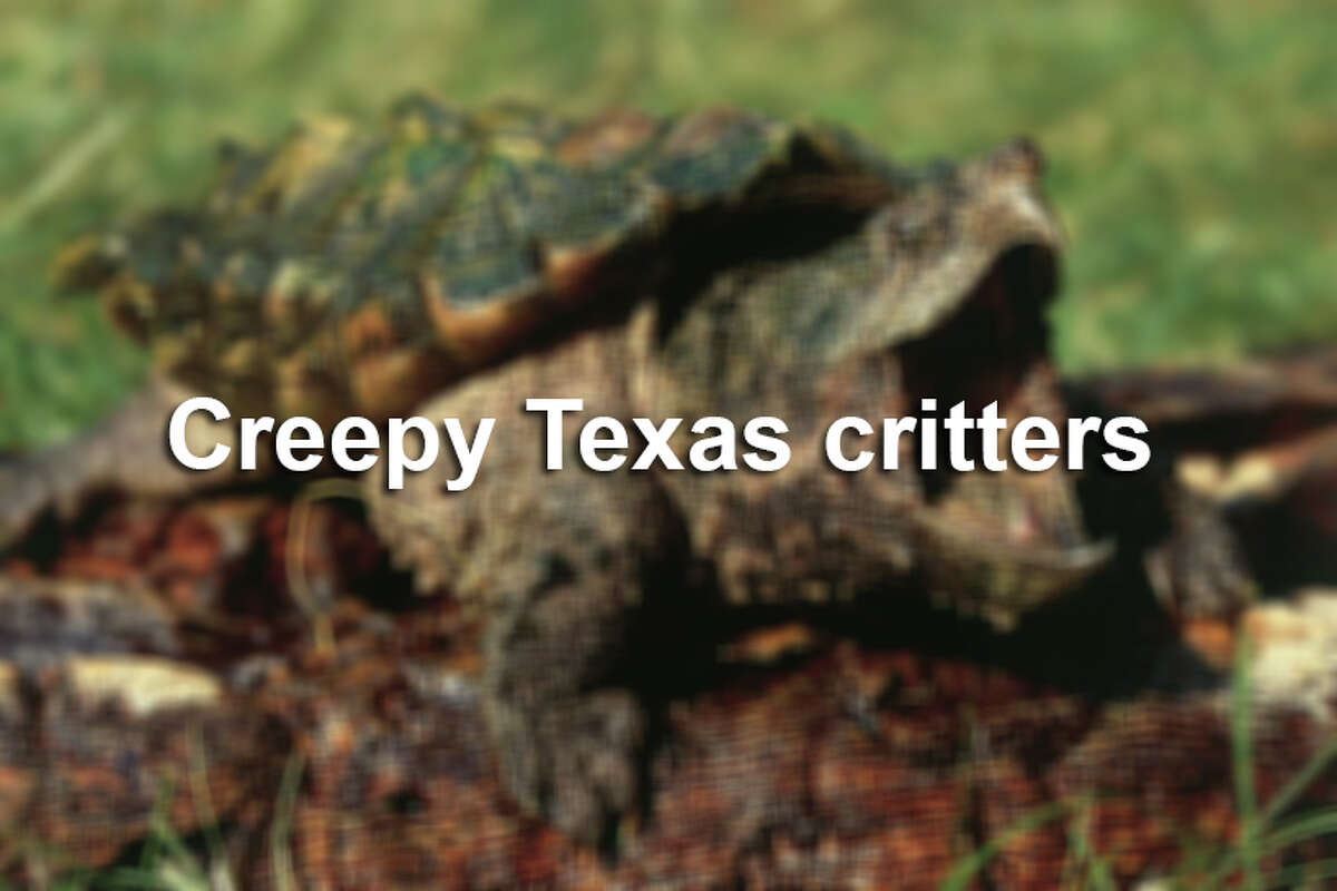 Click through the slideshow to see some of the creepiest critters known to be hanging around Texas.