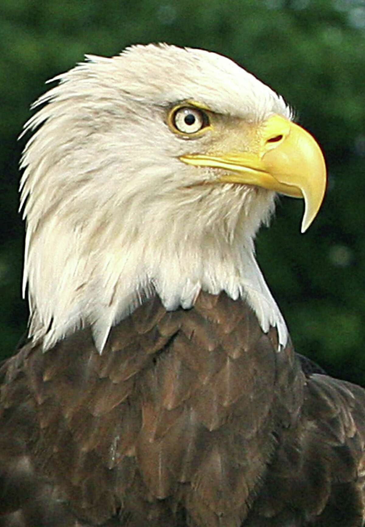 Tuesday letters: Bald eagles, voting, The Declaration Tuesday letters: Bald eagles, voting, The Declaration