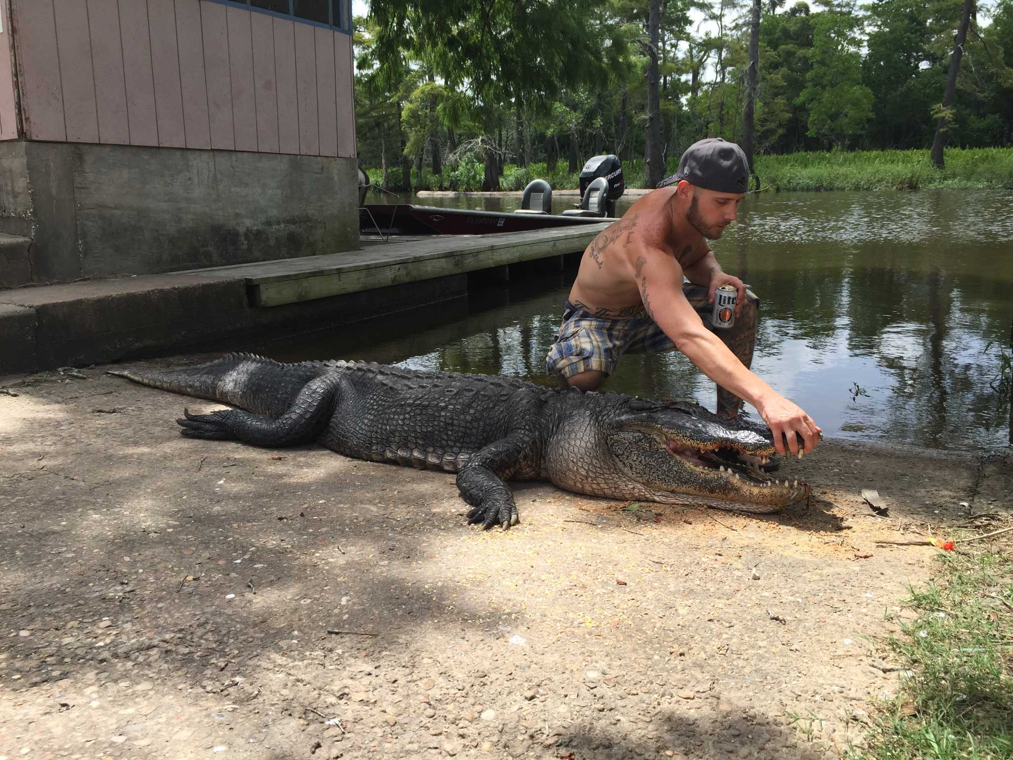Alligator In Deadly Attack Shot And Killed