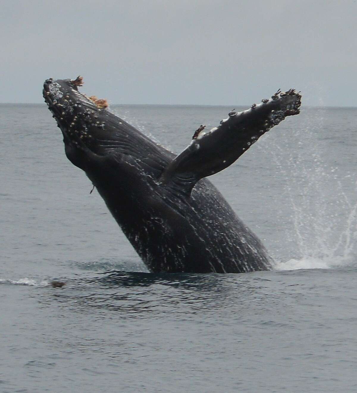 A humpback whale in full breach last Sunday near the Southeast Farallon Island -- researchers stationed at the island counted 93 humpback whales, 21 blue whales and one fin whale in a single hour