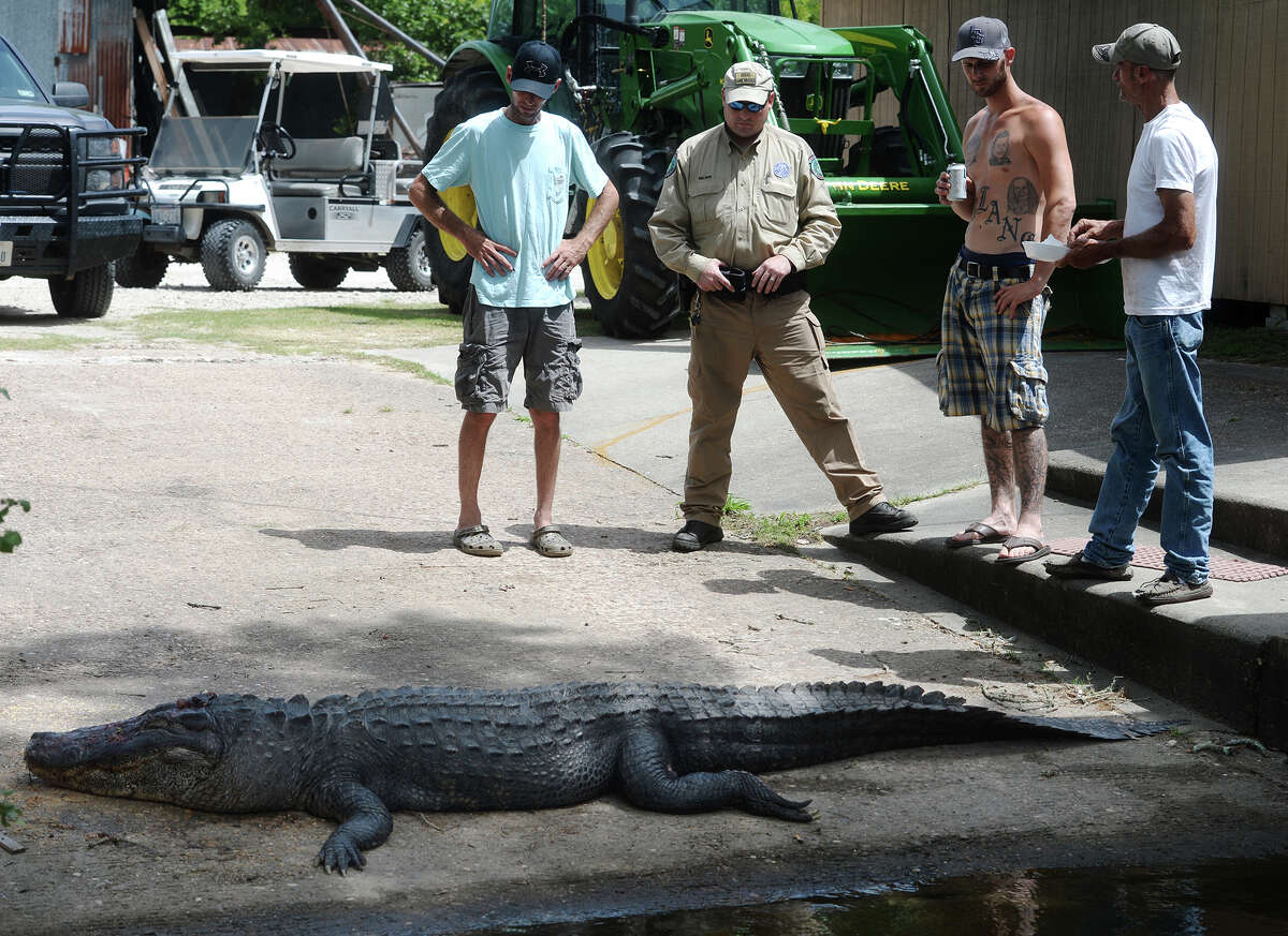 Gator killed, officials find remains of man inside body