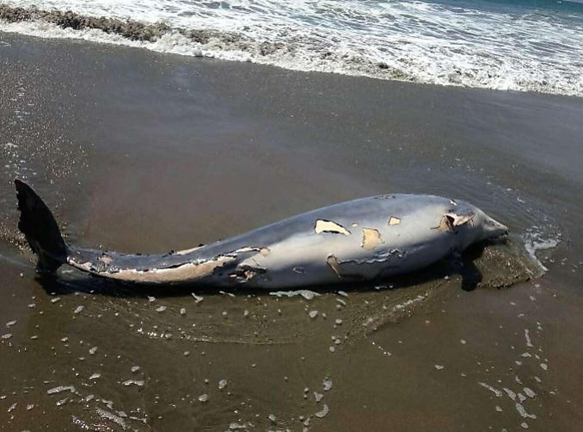 The body of a 700-pound bottlenose dolphin washed ashore on Ocean Beach on Monday, July 6, 2015.