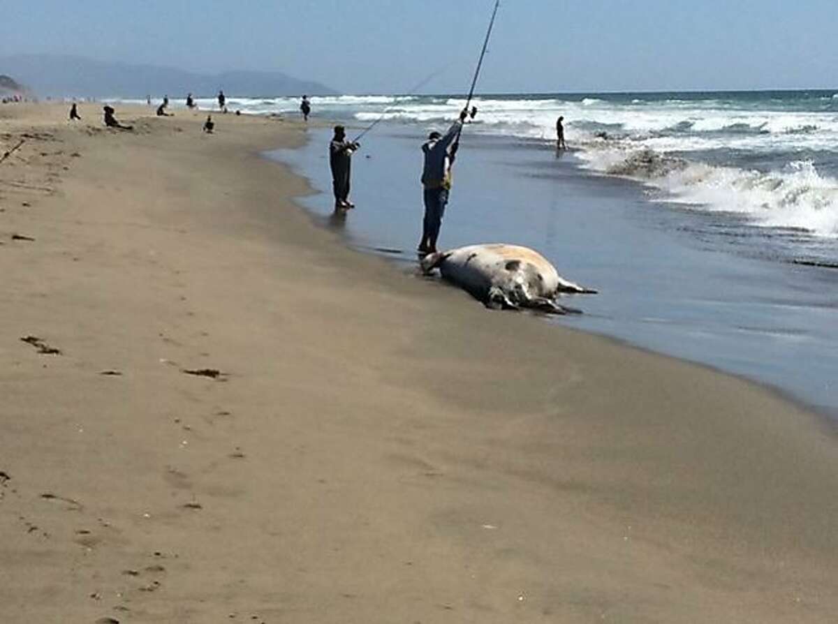 Fisherman appear unfazed by the rotting carcass of an elephant seal that washed ashore on Ocean Beach on Monday, July 6, 2015.