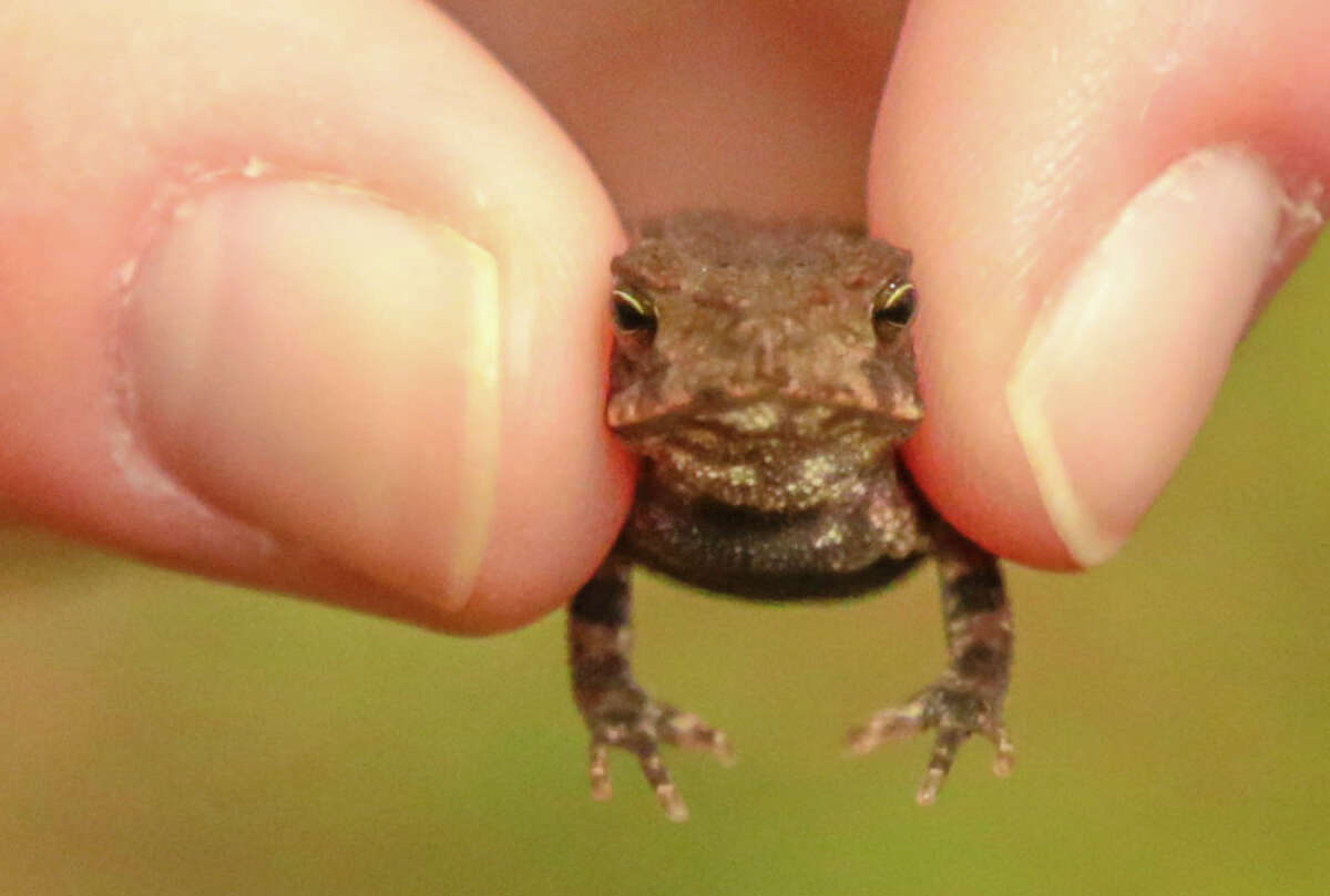 A Gulf Coast toad. (Toads have bumpy, dry-looking skin. Frogs are smooth.)