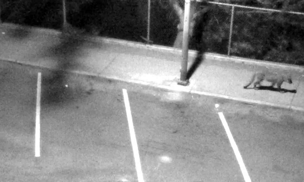 A mountain lion has been spotted in San Francisco recently, including here in the Sea Cliff neighborhood.