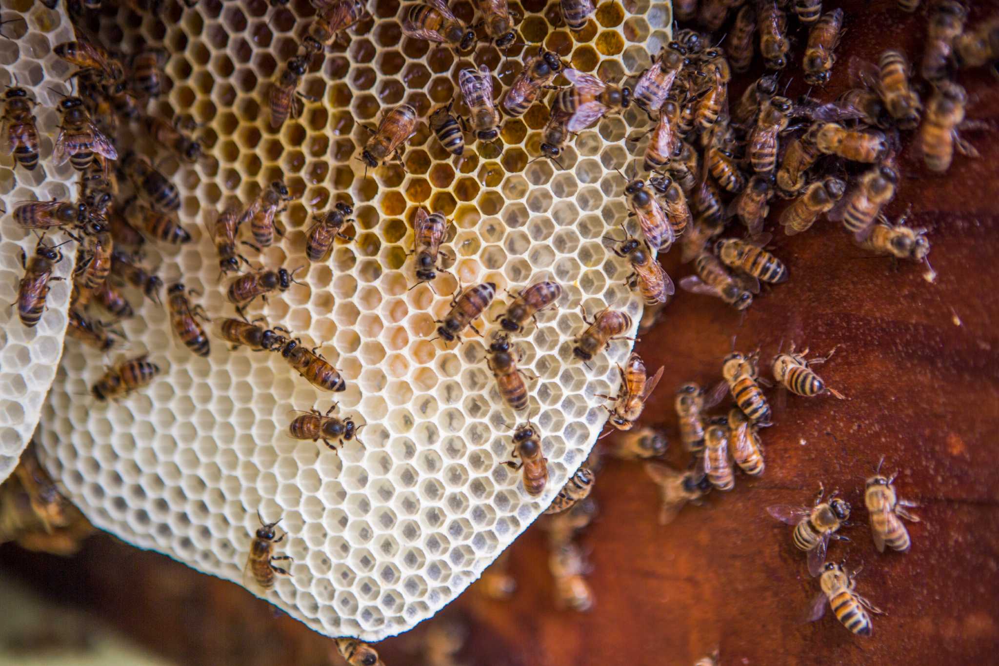 Bee removal creates sweet mess