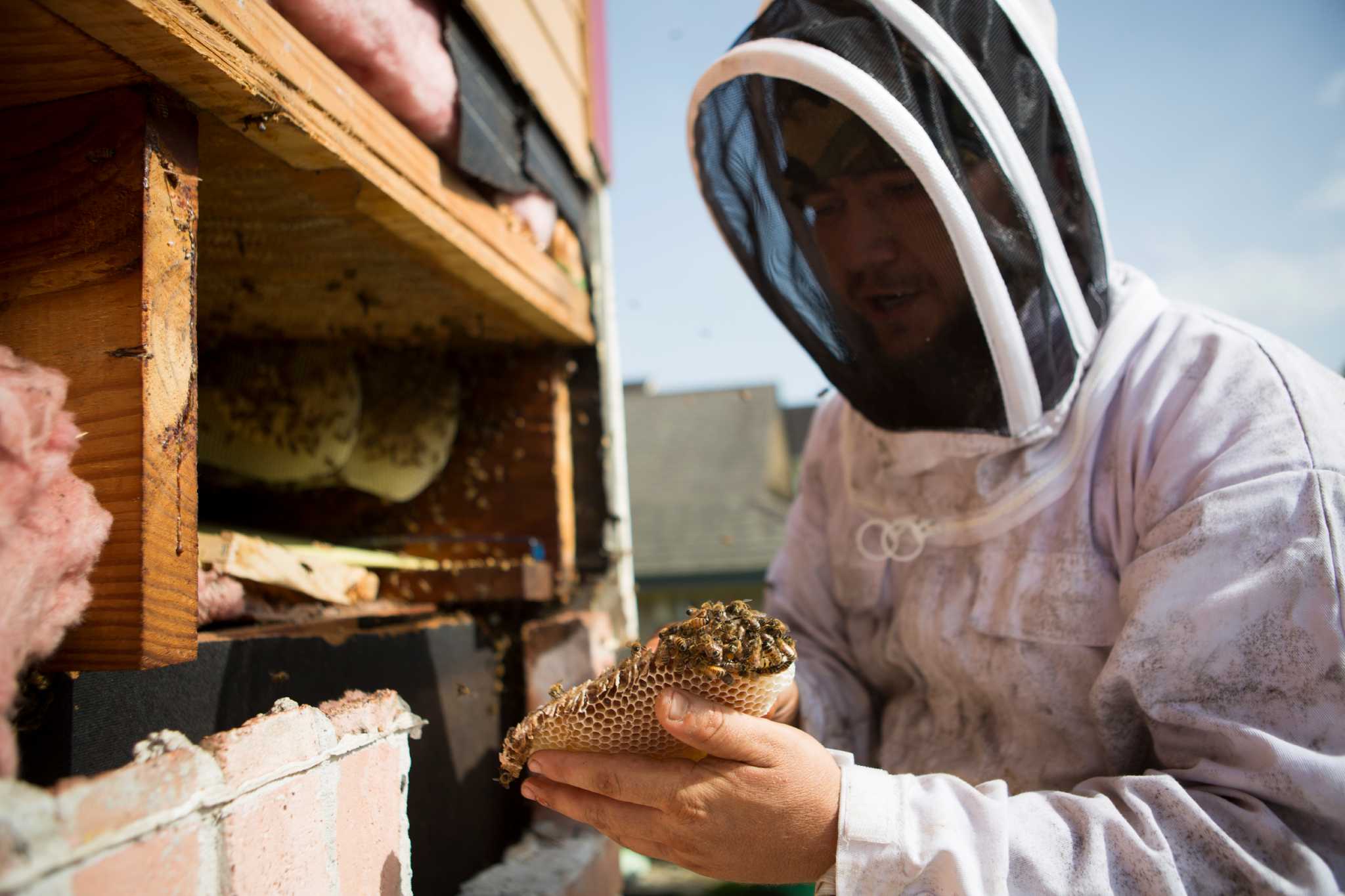 'Bee Czar' rides to rescue of infested Houston neighborhood