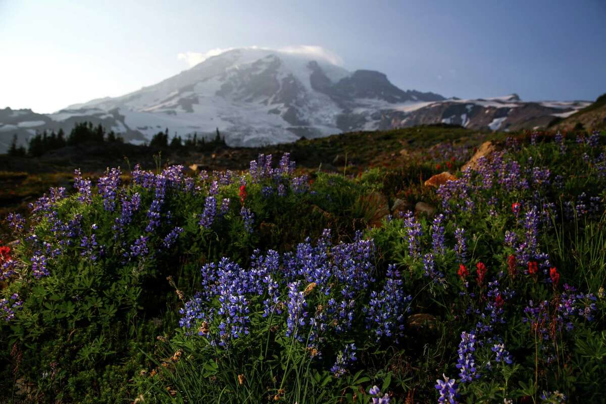 Lupine and paintbrush wildflowers bloom in the meadows at the base of Mount Rainer on Wednesday, July 8, 2015. The wildflowers bloomed early this year because of the warm temperatures, and in recent days the scorching sun has wilted most of the colorful blooms.
