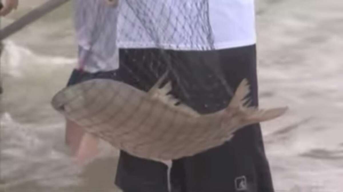 Texas man catches fish on flooded streets of Abilene
