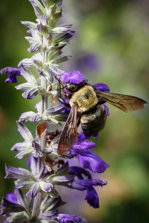 12 ways you can help save the bees Houston Chronicle