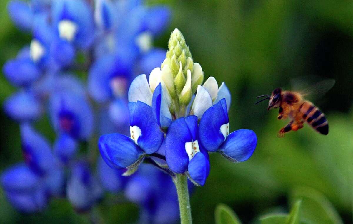 Bluebonnets Are Back: Here's What You Should Know