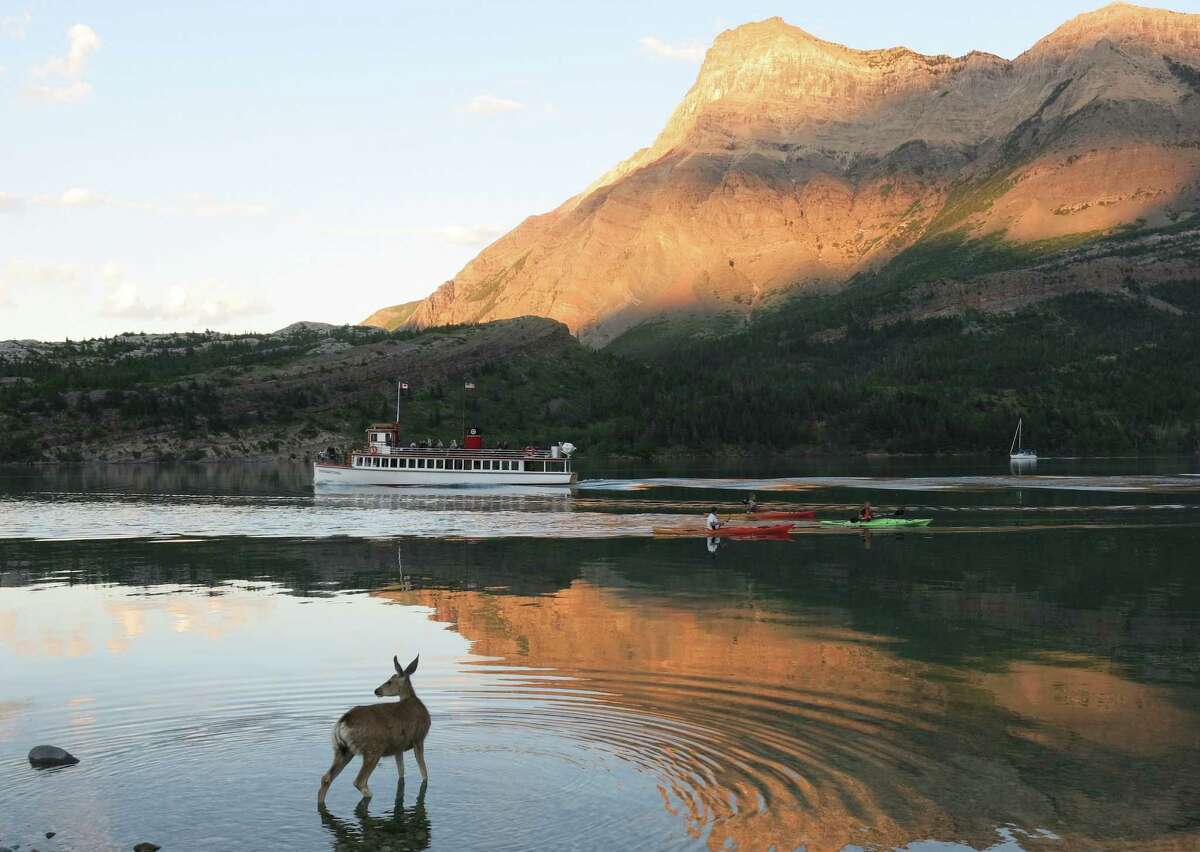It's common to see deer, goats and sometimes moose hanging around in Waterton Lakes National Park, often in the middle of town.