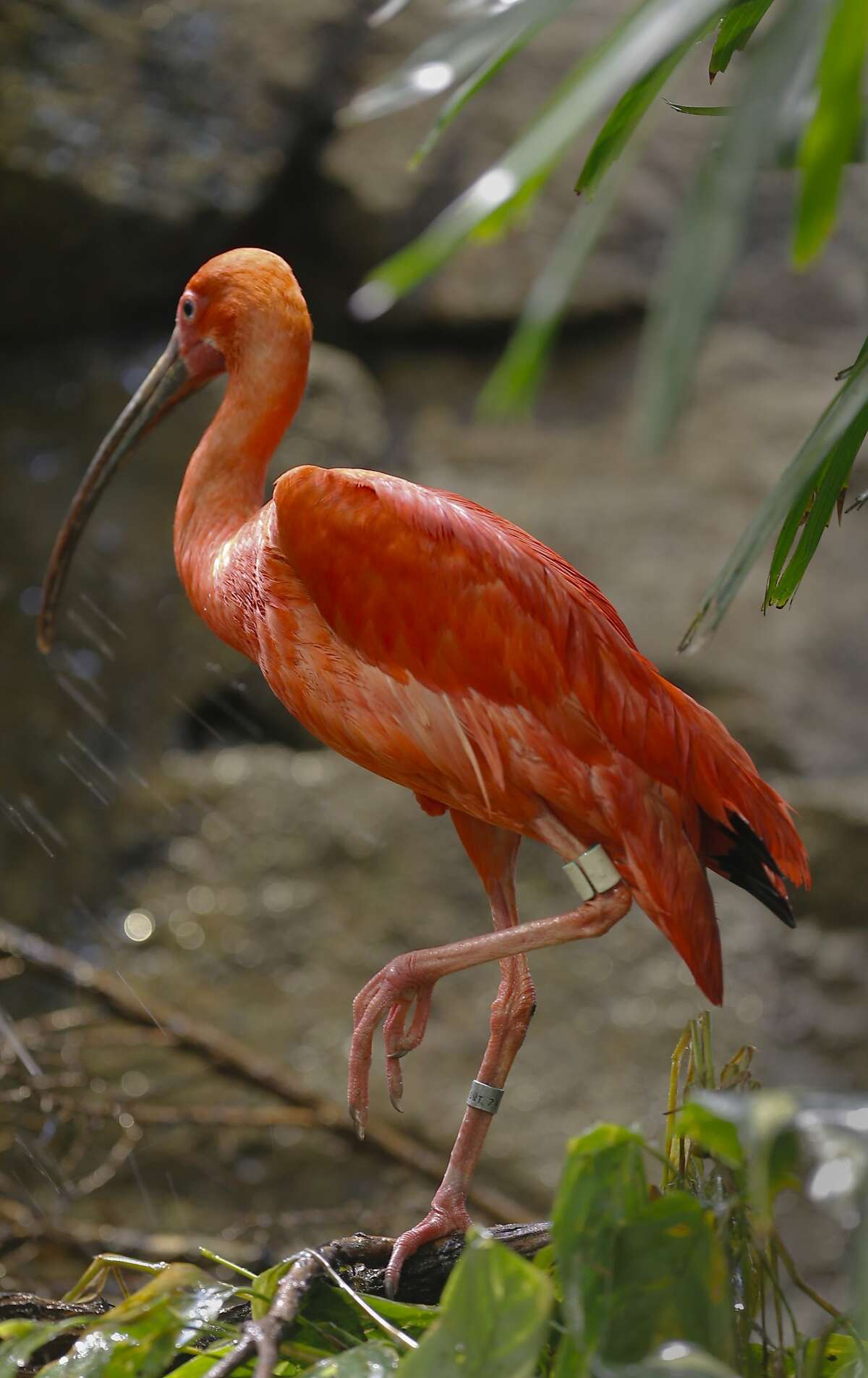 Birds, snakes and sloths meet in new S.F. zoo exhibit