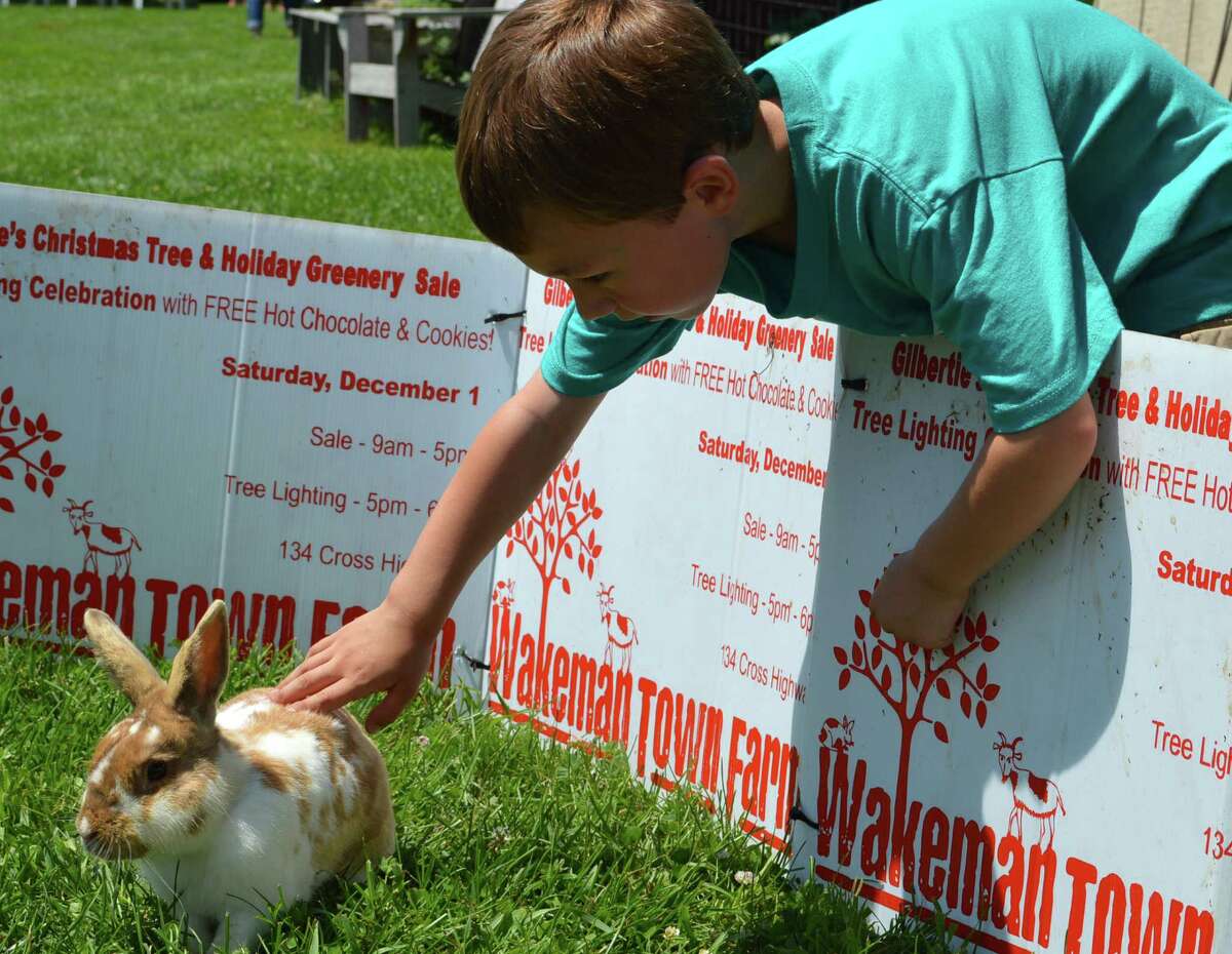 Austin Charise, 5, of Westport, meets one of the rabbits at Wakeman Town Farm during the farm's annual Family Fun Day on Saturday.