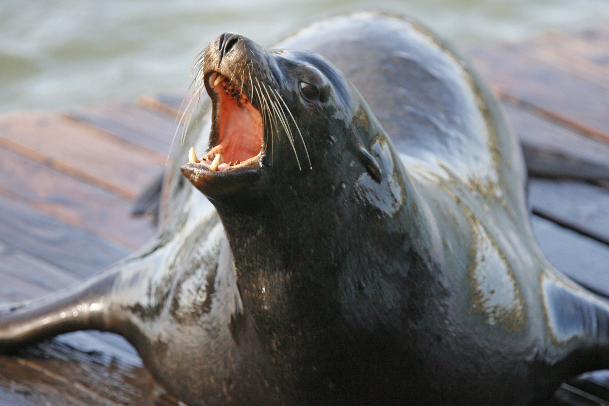 NOAA worries about sea lions found shot near West Seattle