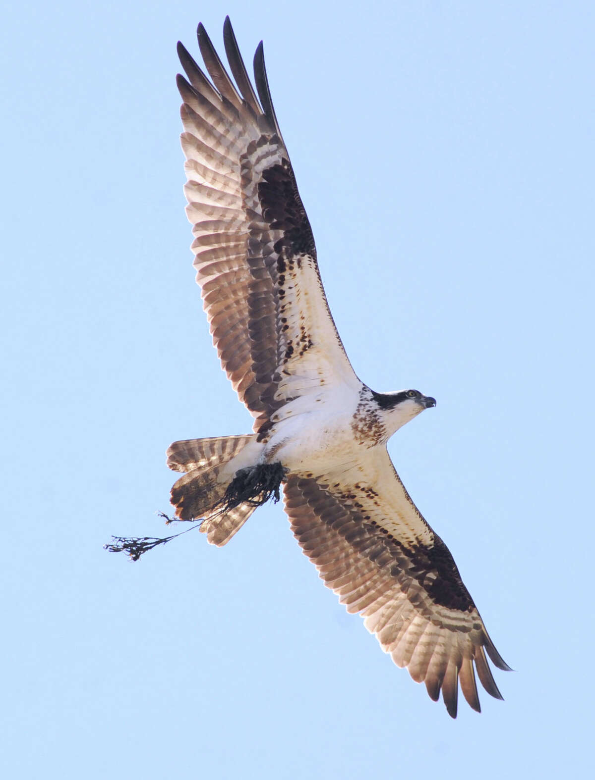 osprey bird wingspan