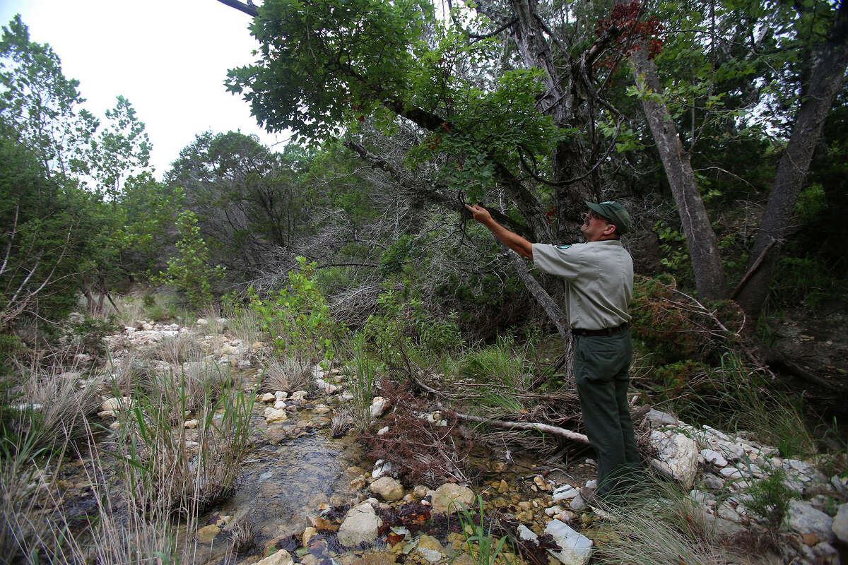 James Rice, superintendent of the Albert & Bessie Kronkosky State Natural Area, examines a big tooth maple tree Tuesday July 7, 2015 near a creek. Located about seven miles west of Boerne, the area consists of more than 3,700 acres and will offer hiking, camping and some limited hunting.