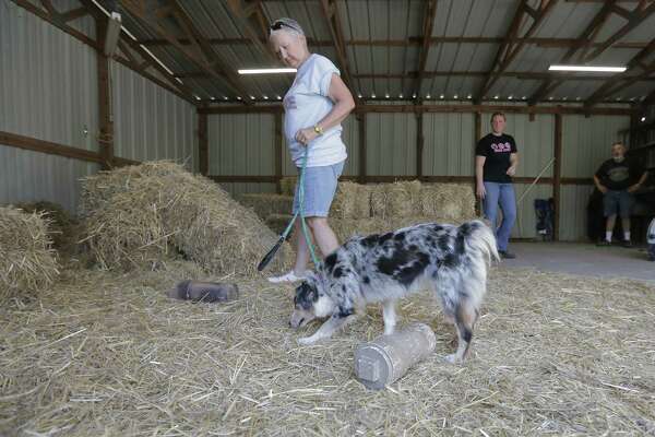 australian shepherd for hunting