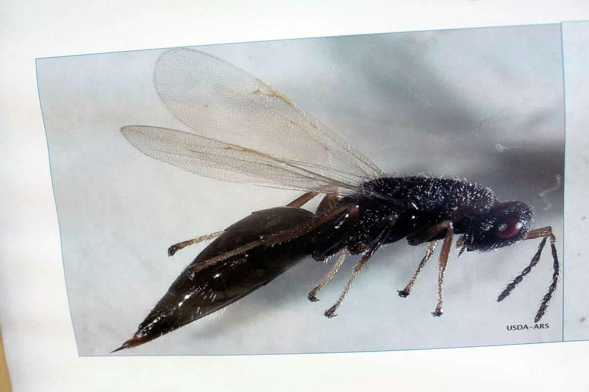 Will French wasps finally control border bamboo?