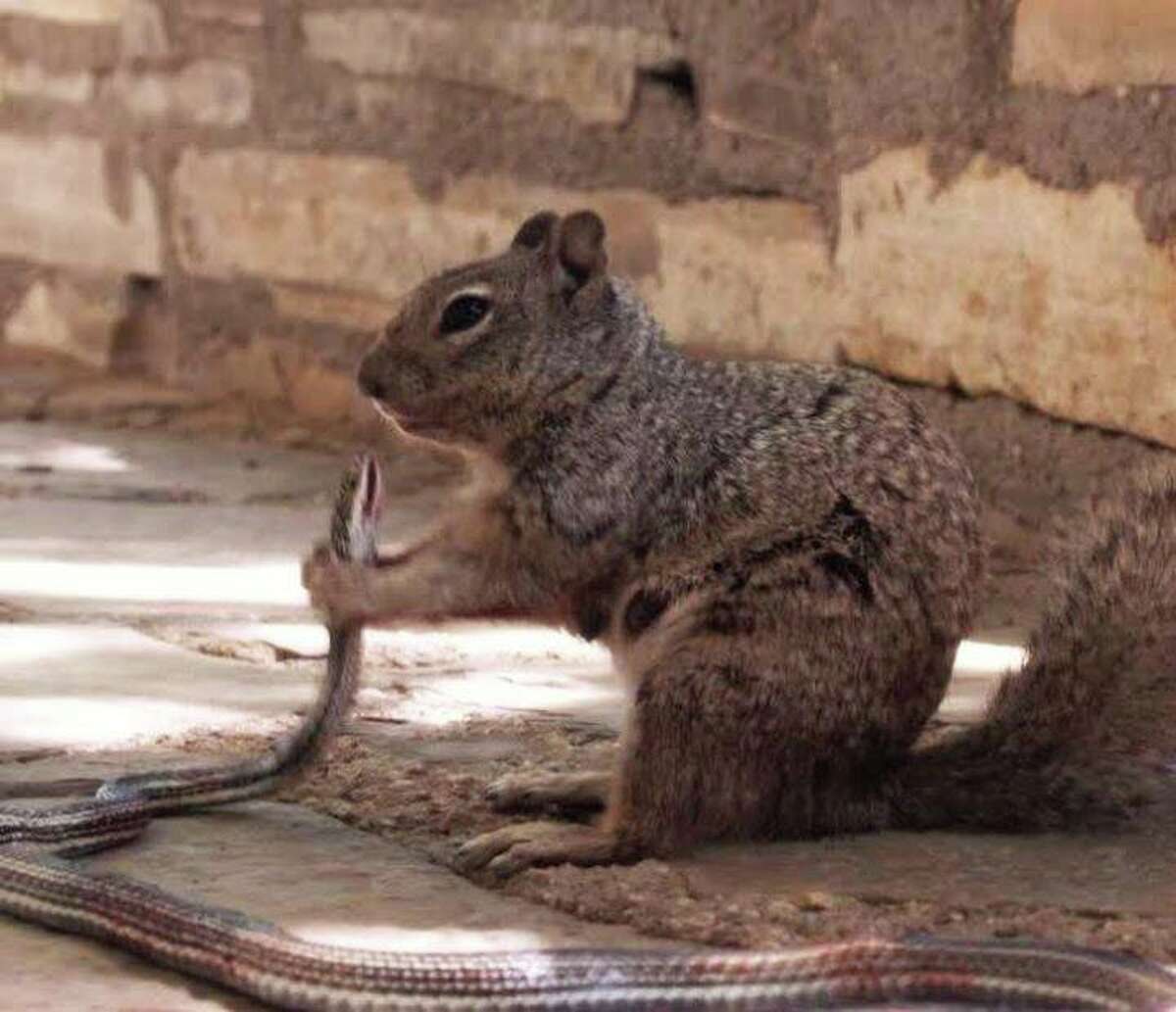 This photo, taken by the Guadalupe Mountains National Park, shows a squirrel holding a squirrel just before devouring it. According to a Facebook post, the squirrel ate most of the snake, "bones and all."