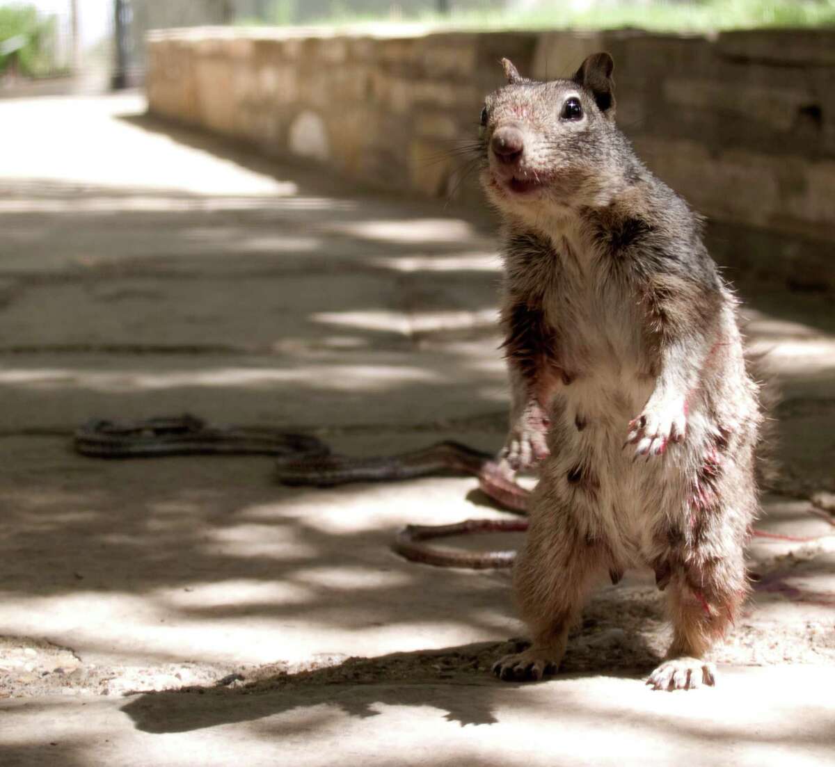 The story behind this viral photo of a squirrel eating a snake at a