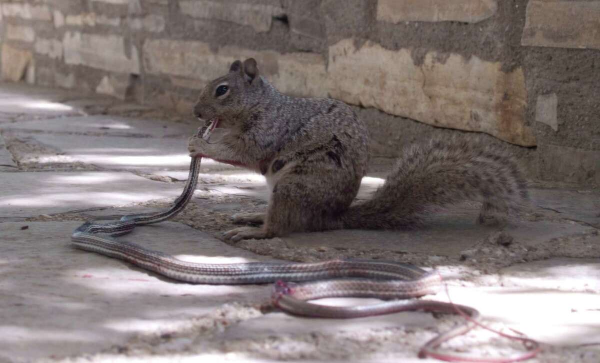 The story behind this viral photo of a squirrel eating a snake at a